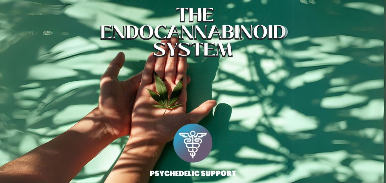 The Endocannabinoid System: Exploring Synergy and Homeostasis