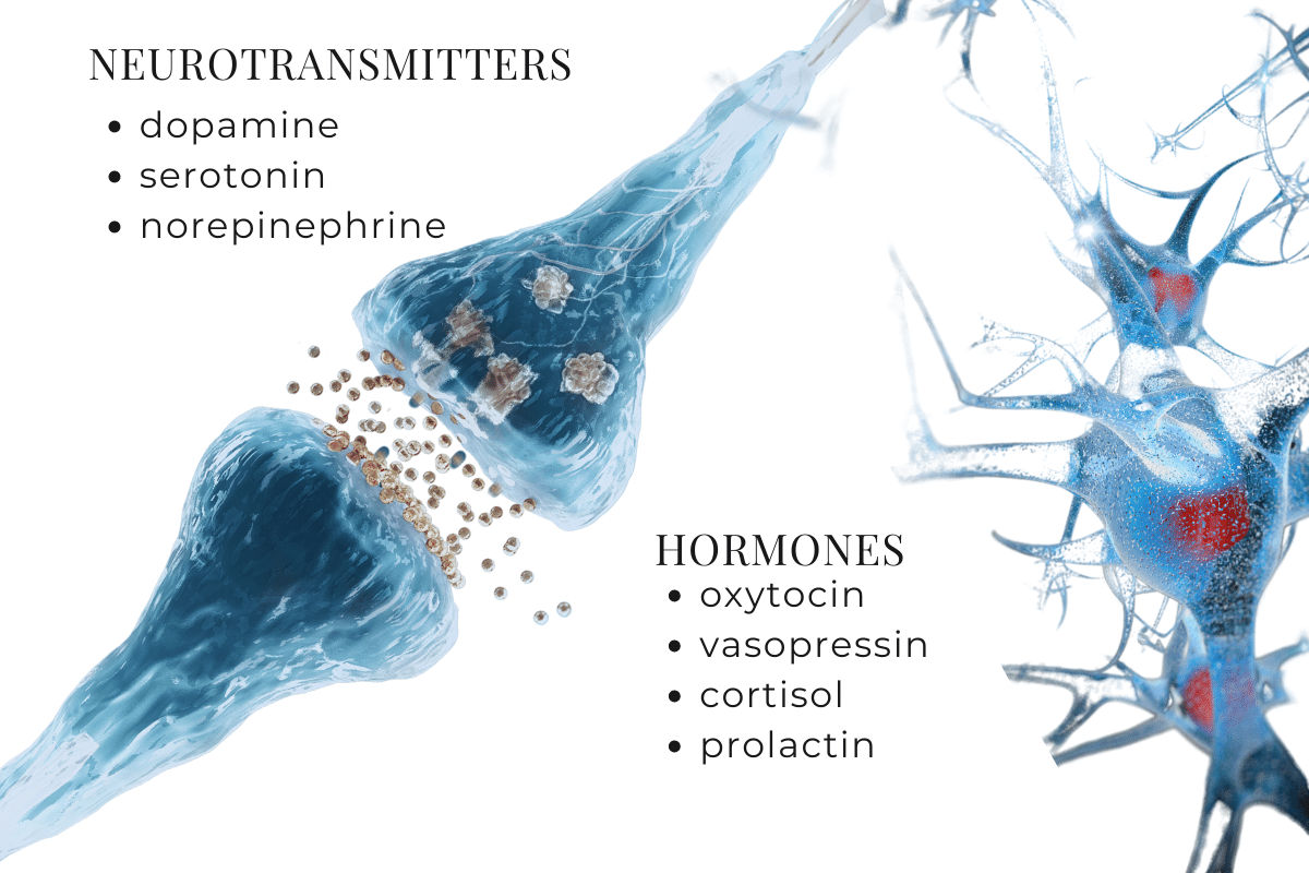 MDMA assisted therapy increases neurotransmitters and hormones