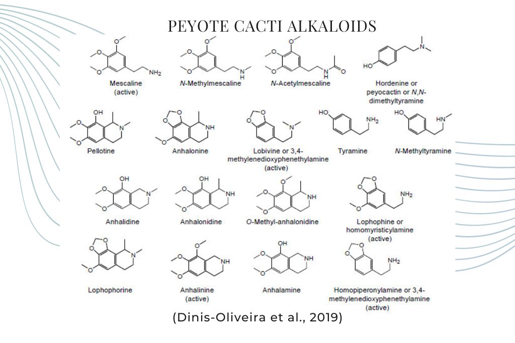 alkaloids found in peyote