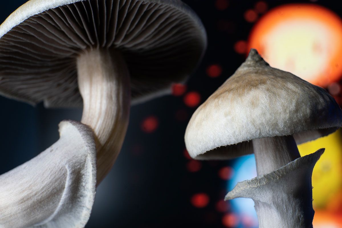 Cubensis Albino mushroom