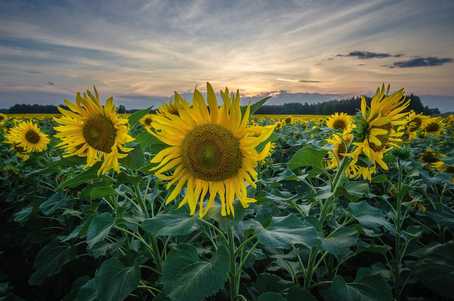 Sunflowers