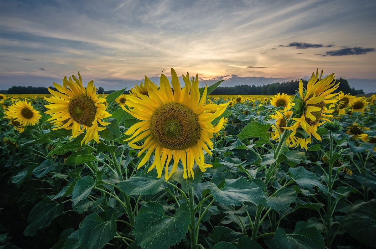 Sunflowers