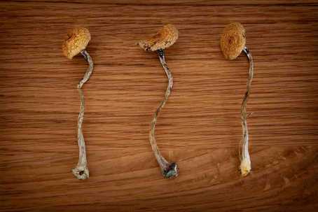 microdose mushrooms