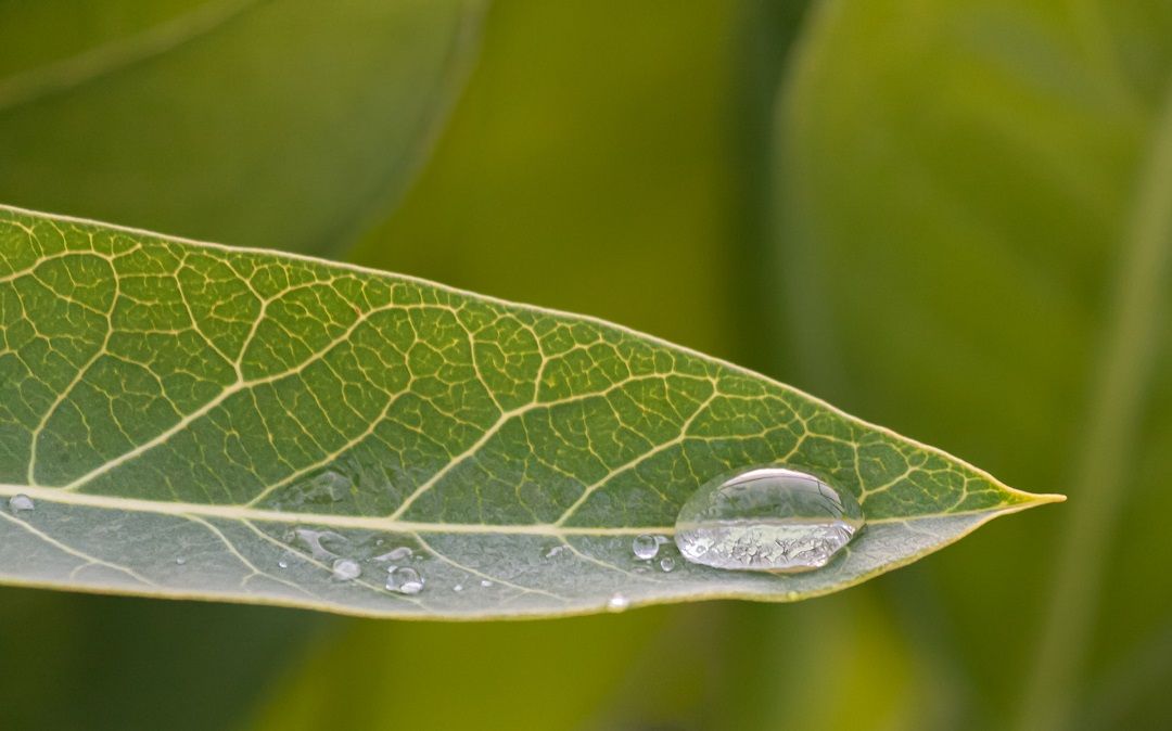 leaf water drop